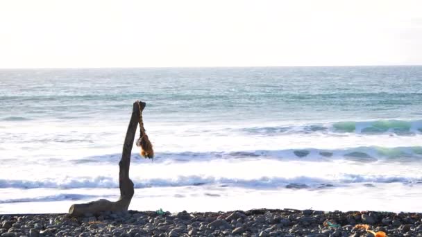 Frayed marine rope drying on an old broken trunk on bay on west coast during an windy sunset — Stock Video