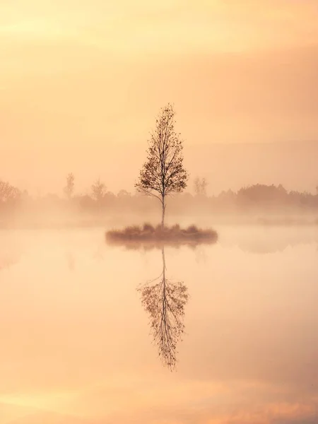 Lago di montagna paludoso con livello dell'acqua specchiato in foresta misteriosa, betulla abbandonata — Foto Stock