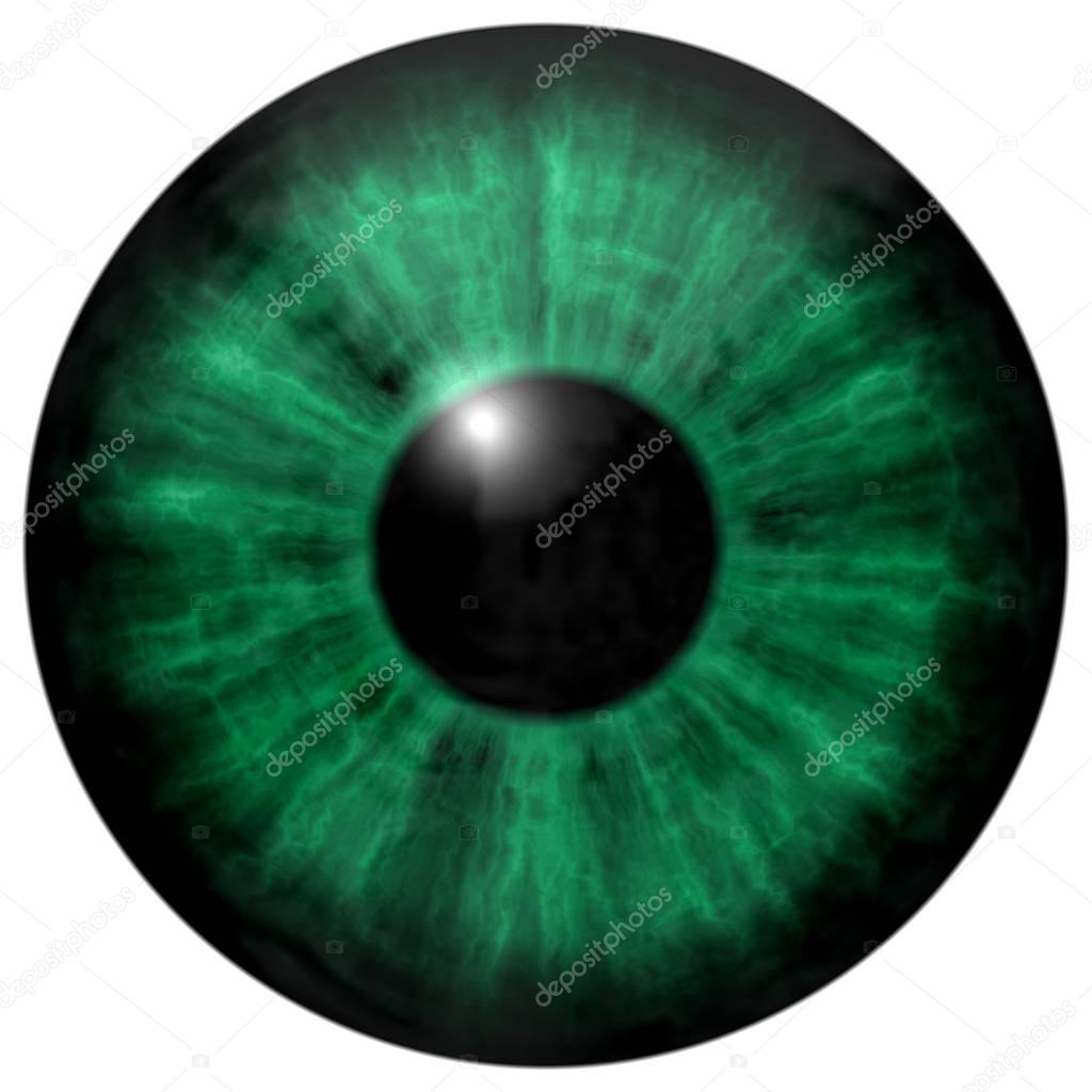 Illustration of human green eye, light reflection. 
