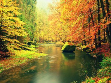 Sonbahar nehir. Dağ nehir üzerinde renkli orman. 