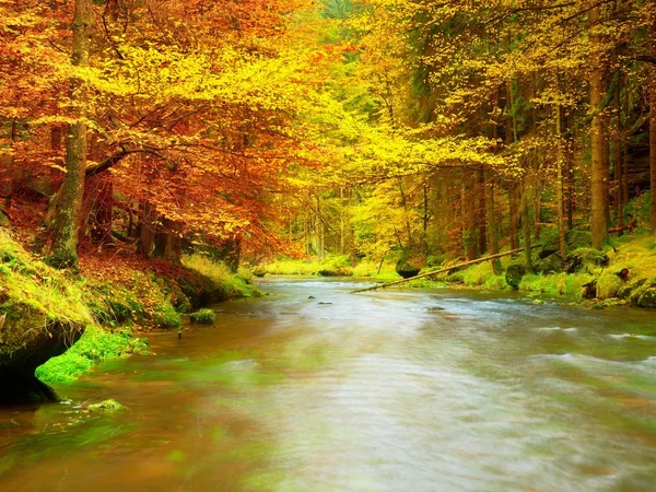 Herbstfluß. bunter Wald oberhalb des Gebirgsflusses. — Stockfoto