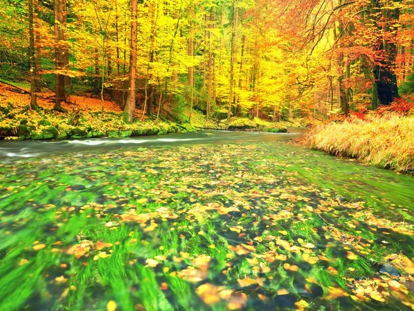 Río Fall. Temporada de otoño en el río de montaña. Algas verdes —  Fotos de Stock