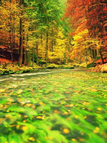 Natura autunnale. Fiume di montagna in foglie colorate foresta  . — Foto Stock