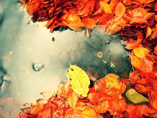 Καθρέφτης σε χρώματα πτώση του νερού. Λεπτομέρεια από φύλλα σε ορεινό ποτάμι. — Φωτογραφία Αρχείου
