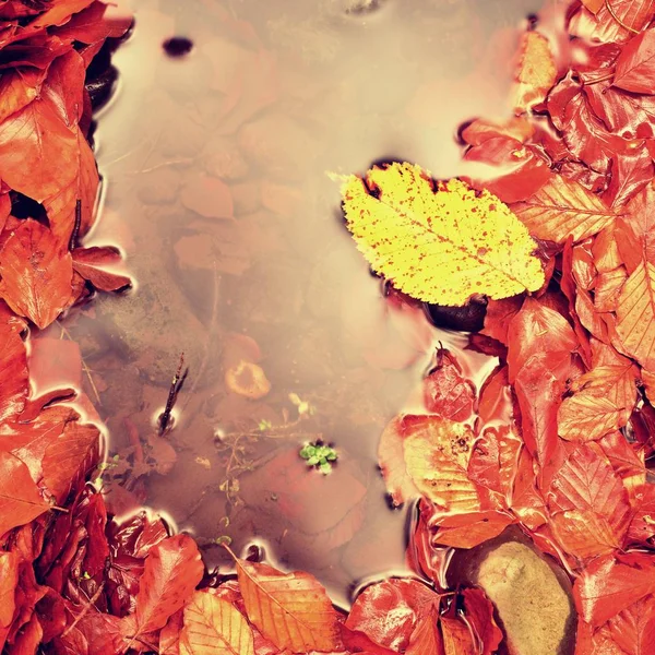Specchio d'acqua nei colori autunnali. Dettaglio delle foglie nel fiume di montagna . — Foto Stock
