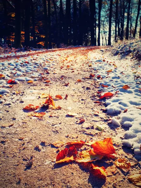 Πρώτο χιόνι στα πολύχρωμα φύλλα. Φθινοπωρινή φύση. Δρόμος στο φθινόπωρο ξύλο. — Φωτογραφία Αρχείου