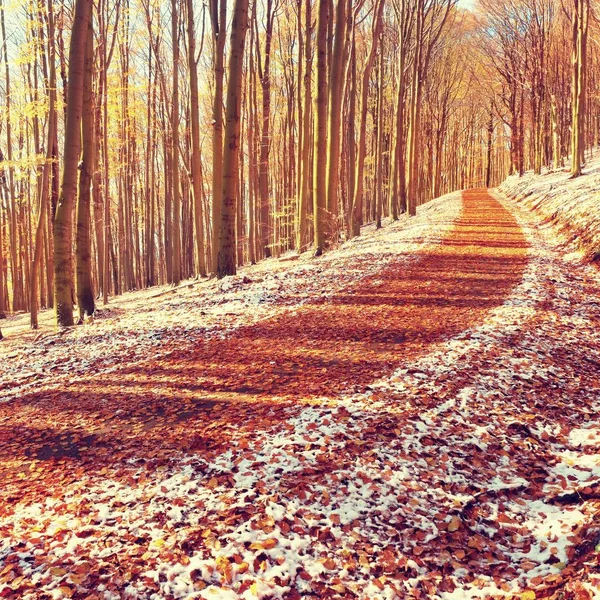 Courbé route forestière enneigée colorée en début de forêt d'hiver. Neige fraîche en poudre — Photo