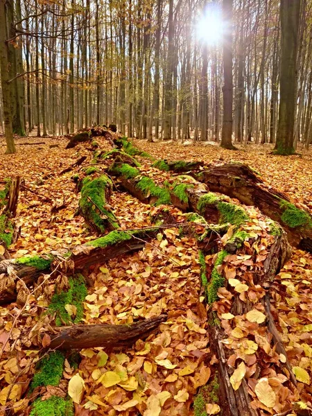 Mossy fallen tree. Footpath in the forest covered by bare roots. — Stock Photo, Image