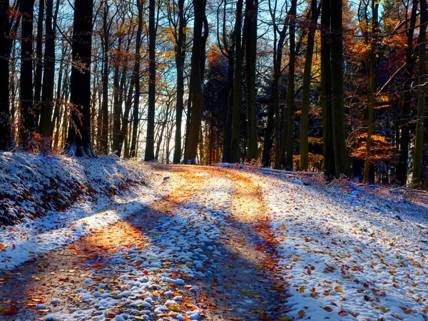 Bir yol yalak ormanıyla yaprakları feryat ilk kar — Stok fotoğraf