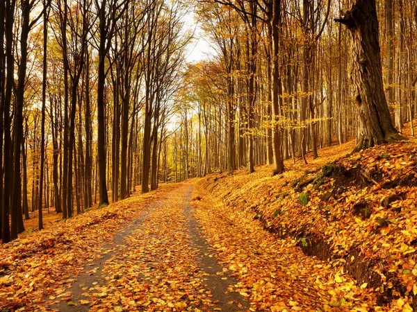 自然の中の秋。カラフルな秋の風景 — ストック写真