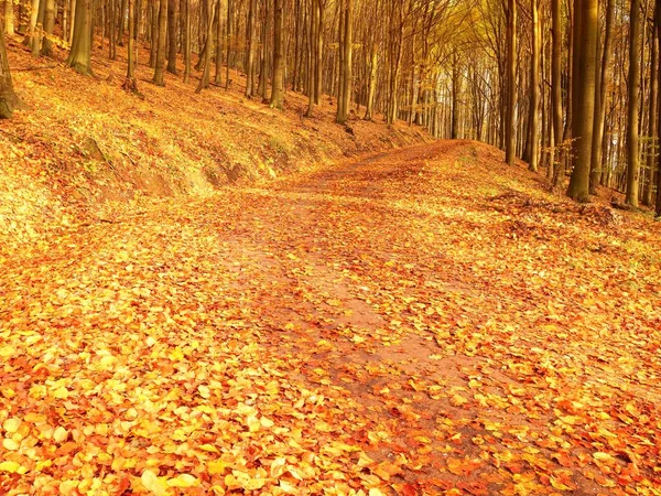 Tortum doğada. Renkli sonbahar manzara — Stok fotoğraf