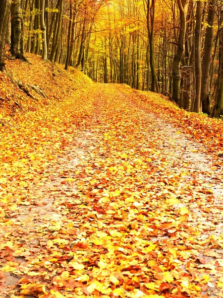 Autum dans la nature. Paysage automnal coloré — Photo