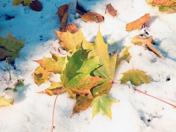 Φύλλα σφενδάμου στο παγωμένο έδαφος το χειμώνα. Παγωμένα φύλλα — Φωτογραφία Αρχείου
