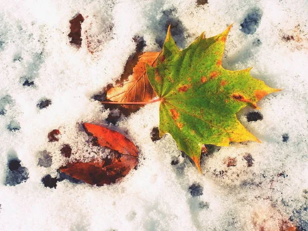 Juharfalevelek a fagyos földön télen. Őszi fagyos levelek — Stock Fotó
