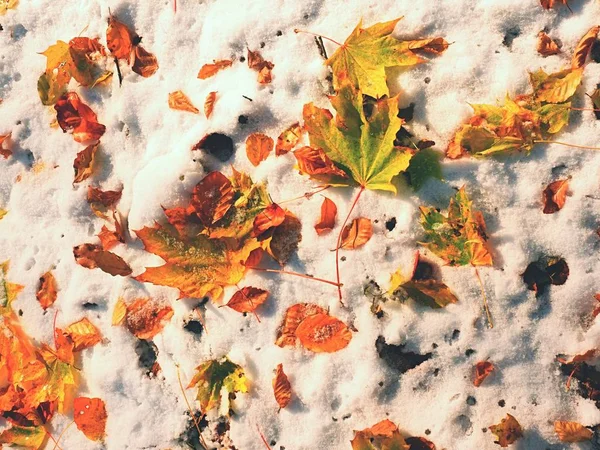 Φύλλα σφενδάμου στο παγωμένο έδαφος το χειμώνα. Παγωμένα φύλλα — Φωτογραφία Αρχείου
