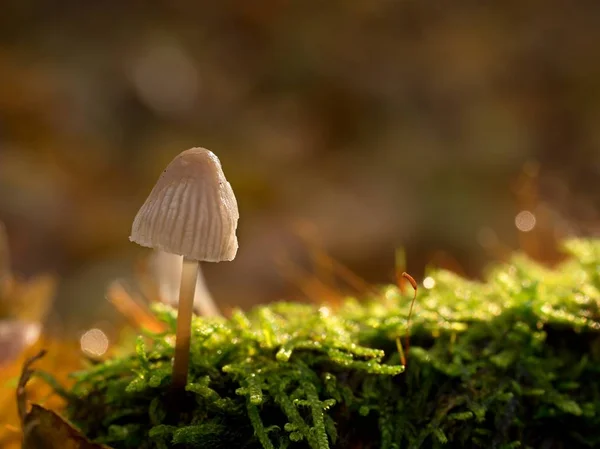 Único fungo branco, folhas de faia na floresta de outono . — Fotografia de Stock