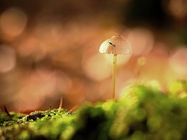Único fungo branco, folhas de faia na floresta de outono . — Fotografia de Stock