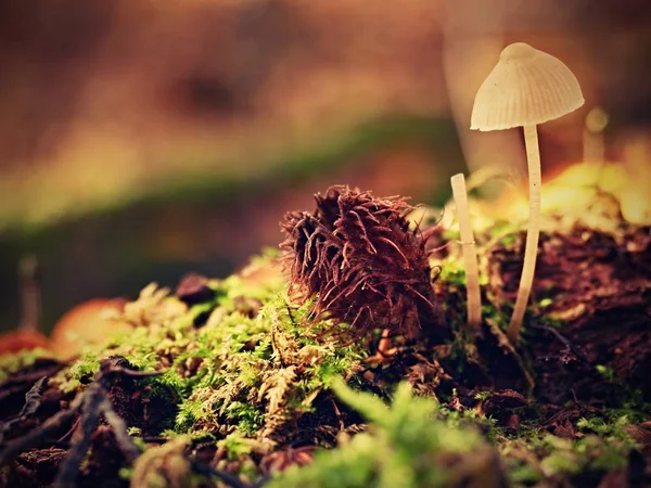 Único fungo branco, folhas de faia na floresta de outono . — Fotografia de Stock