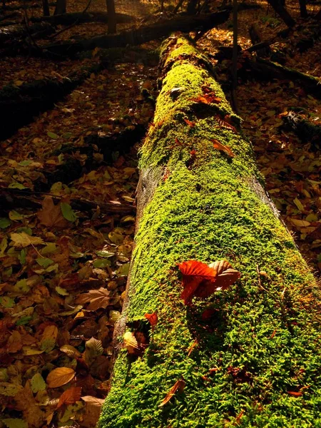 Cogumelos castanhos que crescem no musgo na árvore caída — Fotografia de Stock