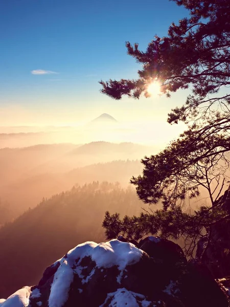 Freddo alba di primavera dorata. Neve a terra. Picchi di foresta — Foto Stock