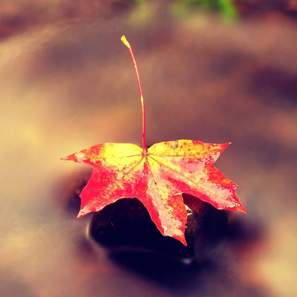 Fallen maple leaf. Rotten yellow orange dotted maple leaf in cold water — Stock Photo, Image