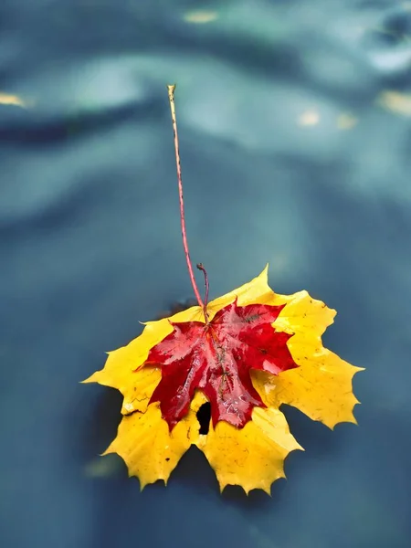 Yellow orange red  autumn maple leaves on water, dried leaf — Stock Photo, Image