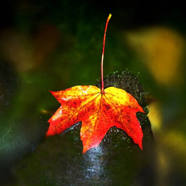 Red autumnal  maple leaf in water. Dried leaf caught on stone — Stock Photo, Image