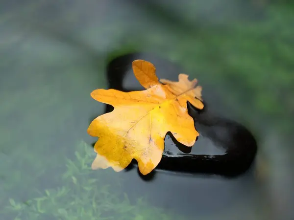 Жовтий лист у струмку. Обернений дубовий лист на камені — стокове фото