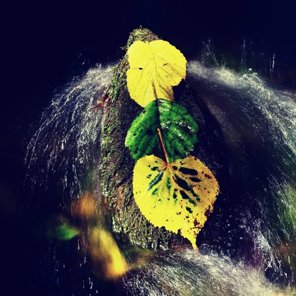 Hojas de aliso verde amarillo en corriente rápida. Detalle de hoja de aliso podrido — Foto de Stock