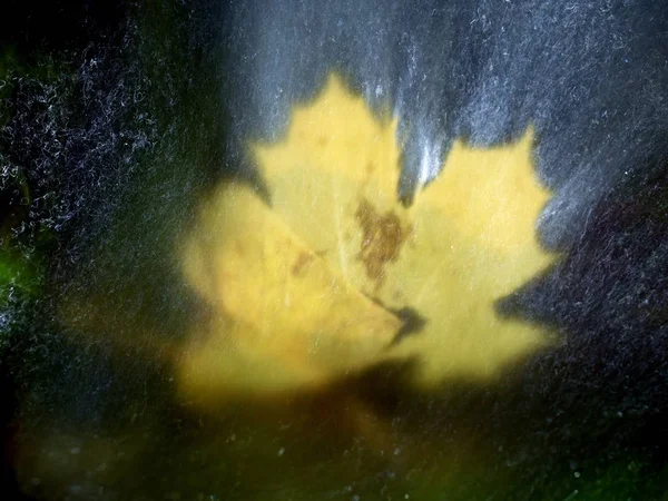 Maple leaf in shinning drops of stream. Drops lightpainting.