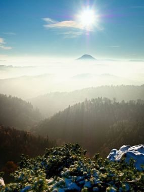 İğne çam ağacı ve buzlu heather bush ilk kar. 