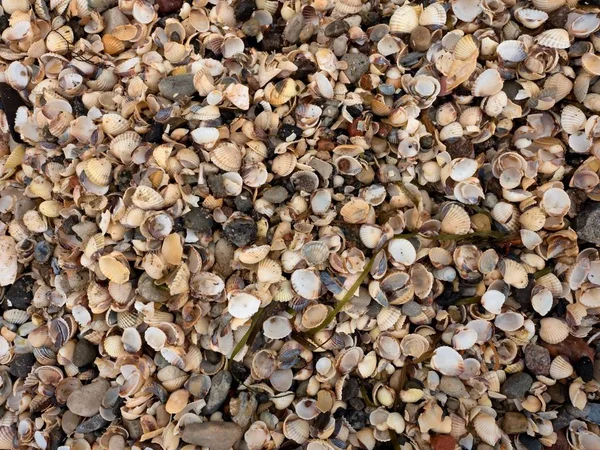 Konsistens av tusentals snäckskal, tomma skal på stranden — Stockfoto