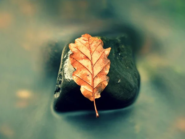 Fall oak leaf. Caught rotten old oak leaf on stone in blurred water — Stock Photo, Image