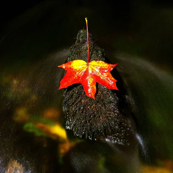 Luminoso rosso arancio autunno foglia d'acero caduto in acqua . — Foto Stock