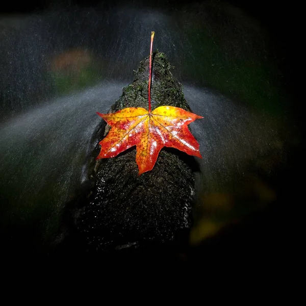 Folha de bordo outonal vermelha na água. Folha seca capturada em pedra — Fotografia de Stock