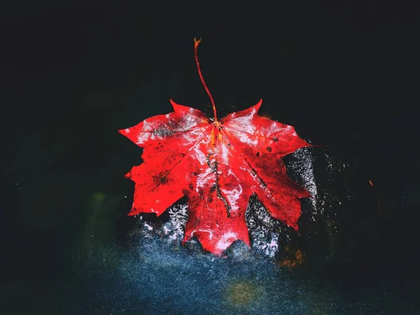 Gul röd lönn lämnar flödet i älven. Torkade löv — Stockfoto