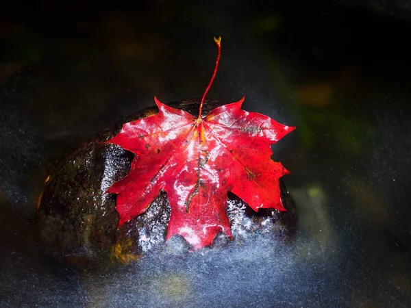 Foglia d'acero autunnale rossa in acqua. Foglia secca catturata sulla pietra — Foto Stock