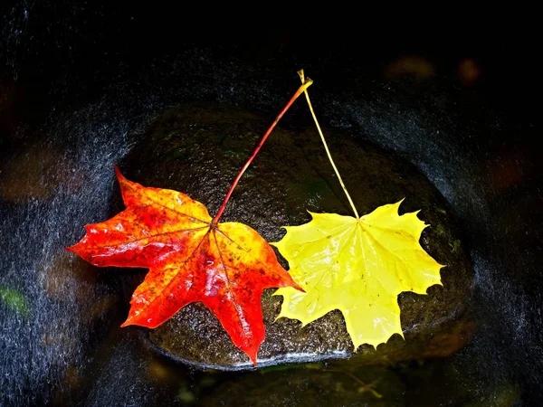 Two colors leaf. Bright red orange autumn maple leaf — Stock Photo, Image