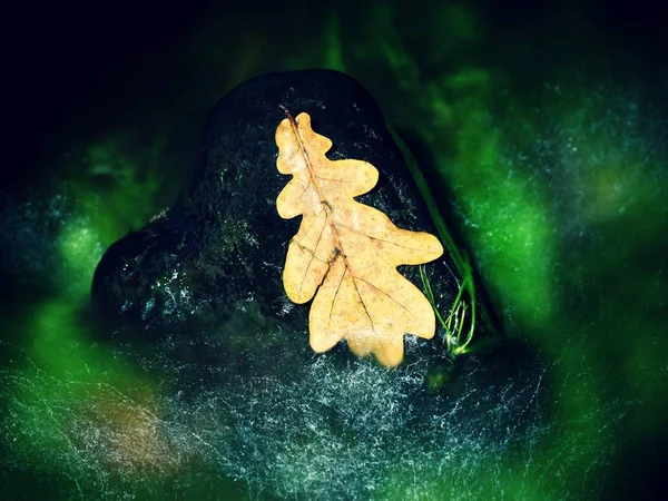 The oak leaf in stream. Caught rotten old oak leaf — Stock Photo, Image