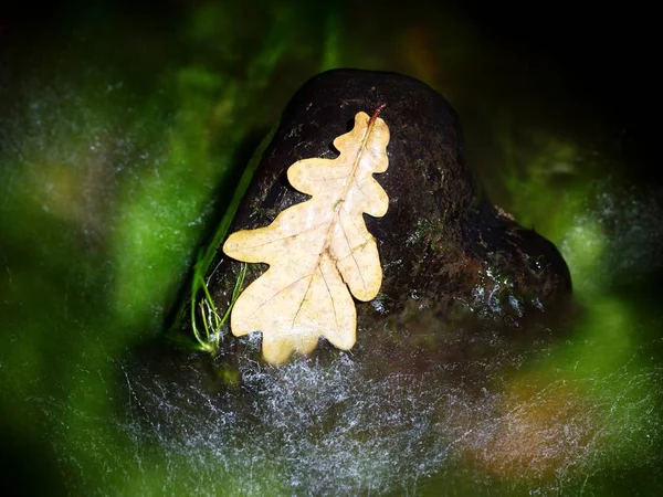 Fall oak leaf. Caught rotten old oak leaf on stone — Stock Photo, Image