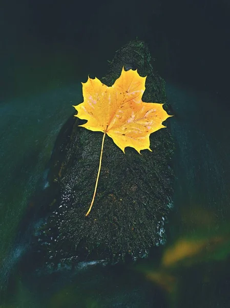 黄色的枫叶，在急流中。干透的落叶 — 图库照片