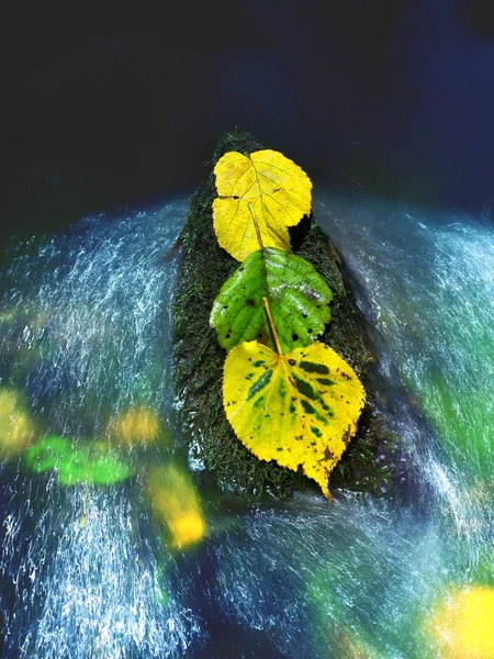 Three alder leaves in stream. Detail of yellow green alder leaf — Stock Photo, Image