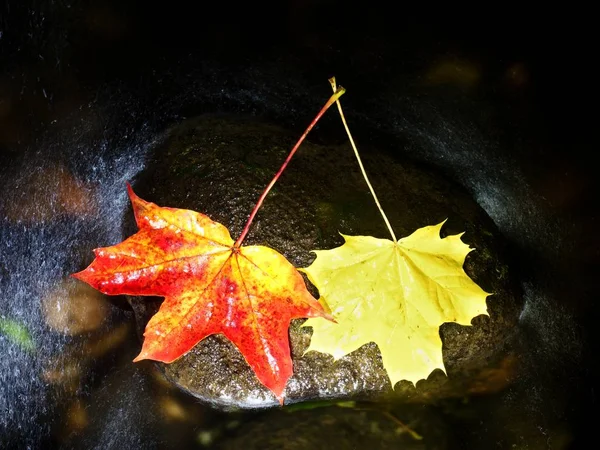 Le foglie gialle di acero rosso scorrono nel fiume. Foglie secche cadute — Foto Stock