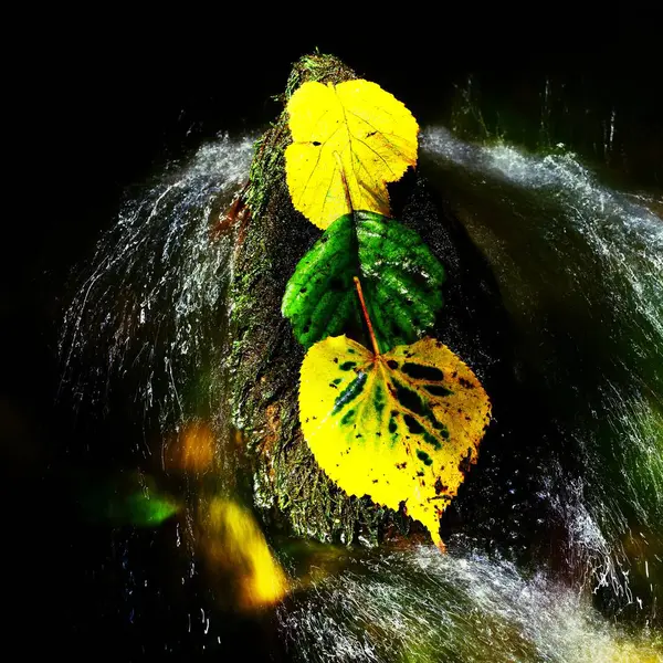 Tres hojas de aliso en arroyo. Detalle de hoja de aliso verde amarillo — Foto de Stock