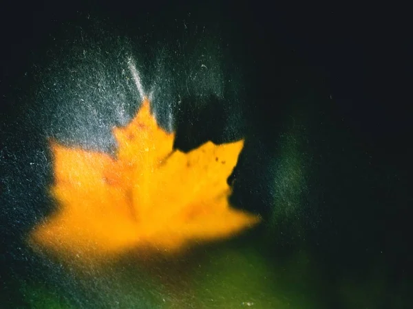 Maple leaf in shinning drops of stream. Drops lightpainting. — Stock Photo, Image