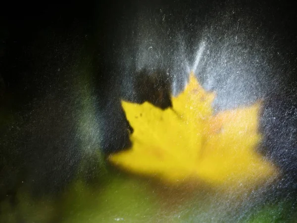 Ahornblatt in leuchtenden Wassertropfen. Lichtmalerei. — Stockfoto