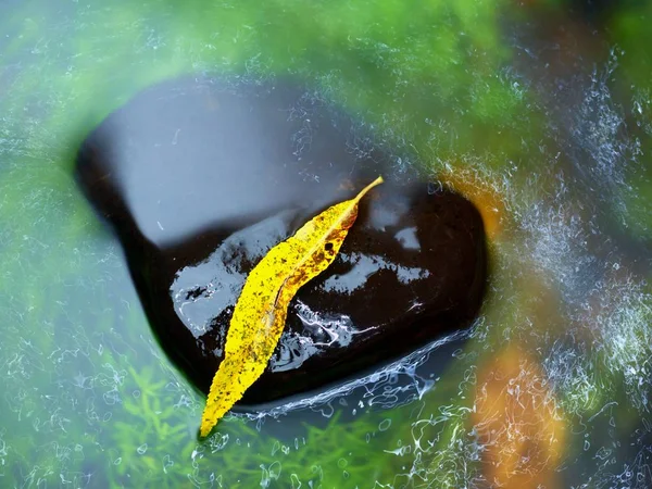 Folha quebrada de salgueiro em pedra de basalto no rio . — Fotografia de Stock