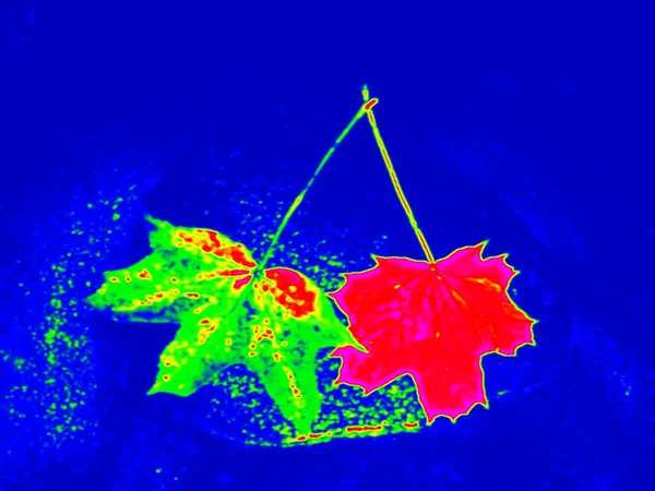 Infrared scan of leaves in river. Maple and  oak leaves in stream — Stock Photo, Image