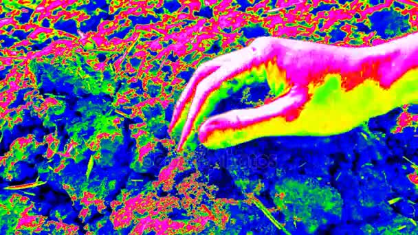 Thermographie-Messung. Hand auf der Suche nach etwas in nassem Ton auf dem Feld. Staub, Pflanzen und Erde auf der Handfläche, Staub zwischen den Fingern, schmutzige Nägel. veränderte Farben des ultravioletten Lichts. — Stockvideo