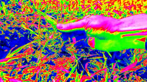 Termografia ultra-violeta digitalização. Homem mão ianques planta de barro húmus. Verificação de qualidade da planta de trigo e raízes. Mão tocando talo, folhas e raízes, coloque a planta de volta. Cores da luz ultravioleta — Vídeo de Stock